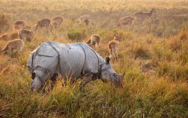 Kaziranga National Park