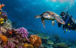 Scuba Diving in Andaman Islands