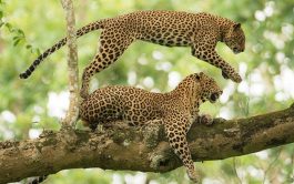 Nagarhole National Park